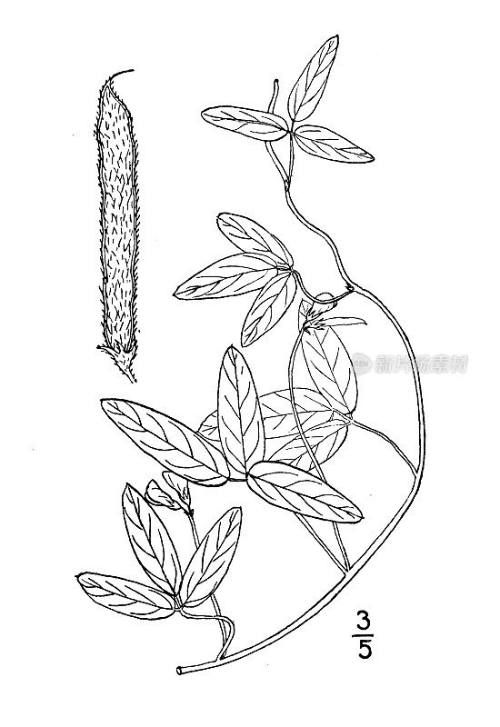 古植物学植物插图:Strophostyles pauciflora，小野生豆